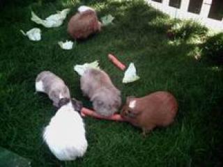Suche Interessenten für Meerschweinchenbaby s für Mai 08