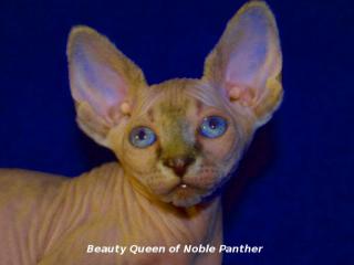 Canadian Sphynx Kitten