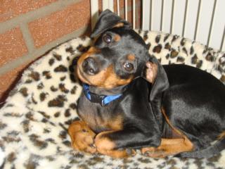 Reinrassiger Zwerpinscher Welpe