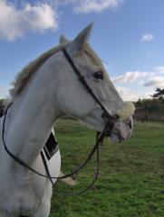 Stute Pflegepferd Reitbeteiligung 23845 Seth
