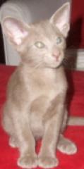 OKH-Katerchen in seltener Farbe abzugeben