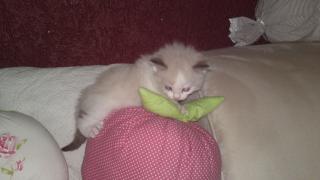 Ragdoll Kitten von Bilk