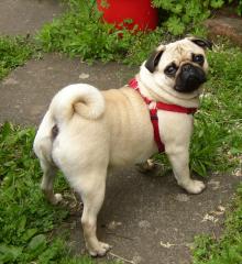 MOPS mann gesucht