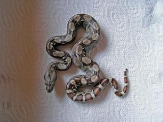 Boa Heterozygot 66 für Albino
