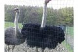 Straussvogel