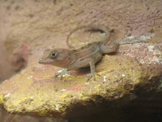 Biete 1. 1 Anolis cybotes