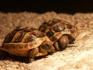 Maurische Landschildkröten Nachzuchten von 2021