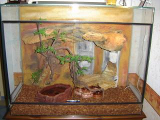 2 Kornnattern inkl. Terrarium und Technik