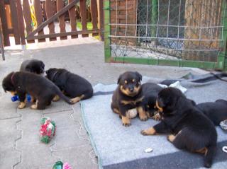 Rottiwelpen 6 Wochen alt