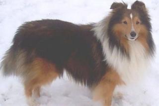 Deckrüde Sheltie