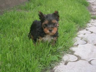 Yorkshire Terrier - Rude