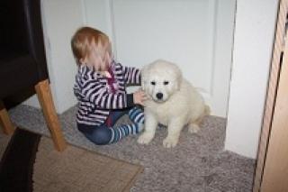 Reinrassige Kuvasz Welpen gesund geimpft entwurmt