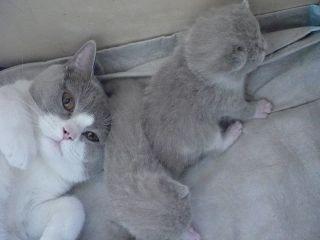 3 Süsse BKH Babys mit Papieren suchen liebevolle Dosenöffner