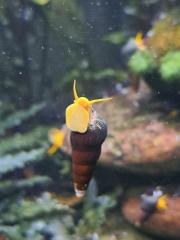 Tylomelania Sulawesi Schnecken Orange