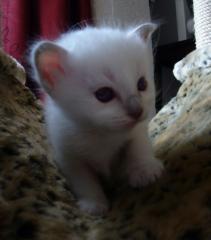 Kleine Schmusetiger suchen Kuschelplatz auf Lebenszeit