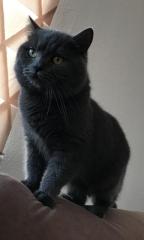 BKH DECKKATER