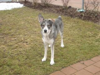 Jacky - hübsche junge Husky-Mischlingshündin sucht ein Zuhause