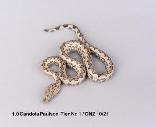 Candoia Paulsoni St. Isabel Nachzuchten