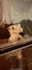 Kronengeckos Correlophus cilitatus in gute Hände abzugeben