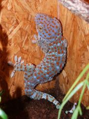 1, 0 Tokeh / Gekko gecko, DNZ 2021