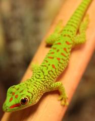 Madagaskar taggecko mad. grandis abzugeben