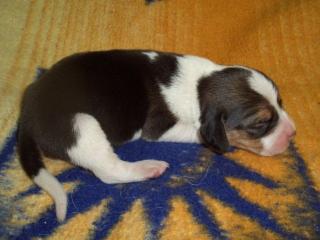 Beagle-Welpen zu verkaufen