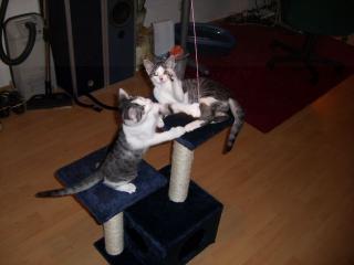 Katzenzubehör zu verkaufen