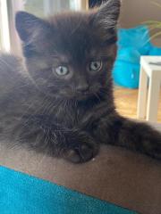 Siam-Perser-Mix Katzenwelpen
