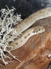 0. 1 Heterodon nasicus Conda het.