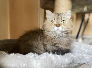 BKH-SRS Silver und tabby, Chocolate und Cinnamon