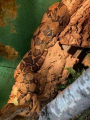 1. 1 Boa constrictor Imperator 0. 1 Boa Constrictor constrictor