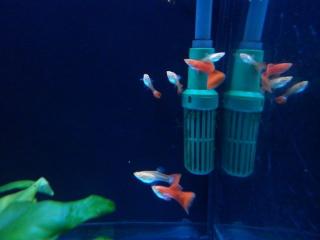 Triangel Blond vollrot guppy