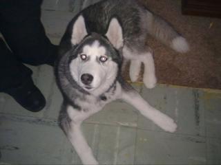 Sibirian Husky