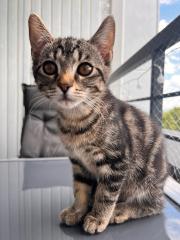 Kater 3 Monate alt