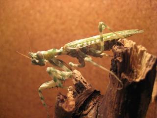 Blepharopsis Mendica - Kleine Teufelsblume