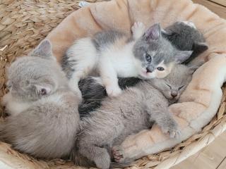Reinrassige BKH Kitten auszugsbereit