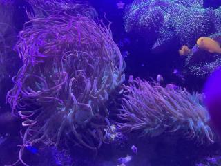 Kupferanemonen aus eigener Nachzucht abzugeben