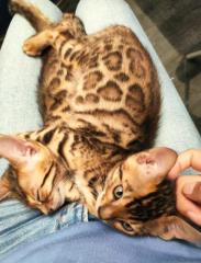 Bengalkitten 9. Woche