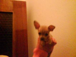 Wunderschöner Chihuahua Minirehpinscher
