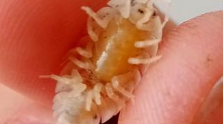 Porcellio laevis Asseln