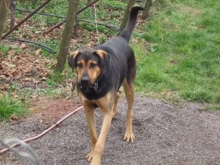 Schäferhund-Dobermann-Mix sucht neues Zuhause