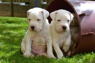 Dogo Argentino Welpen mit Stammbaum