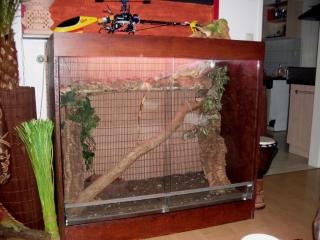 Leguan inkl. Terrarium Zubehör