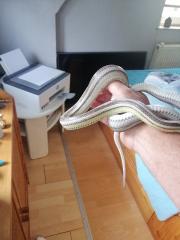 Kornnatter farbmorph gut händelbar