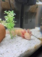 Axolotl und Durchlaufkühler abzugeben