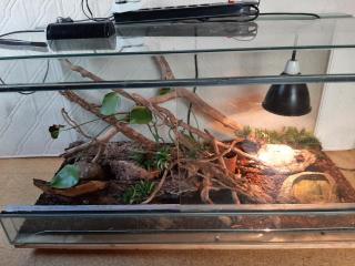 Kornnatter mit Terrarium abzugeben