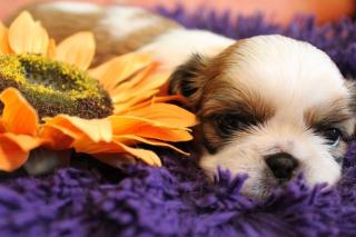 Sonntags Glücks Shih Tzu Welpen suchen dich