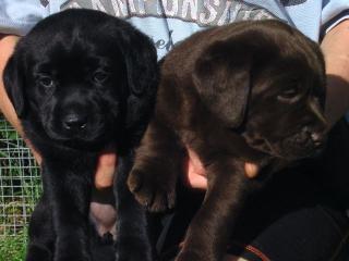 Labradorwelpen aus alter engl. Blutlinie zu verkaufen