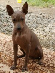 American Hairless Terrier Hündin