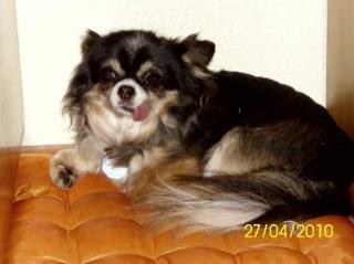 Chihuahua Senioren